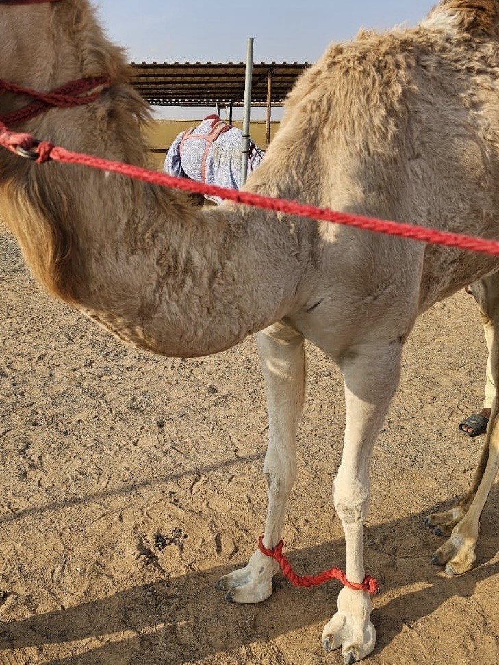 Camel — After treatment