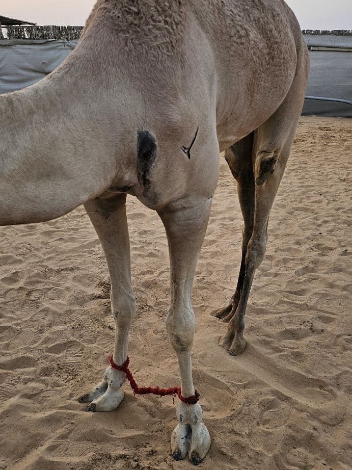 Camel — Before treatment