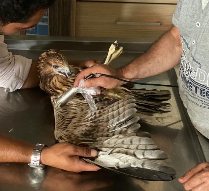 Falcon — Treatment photo