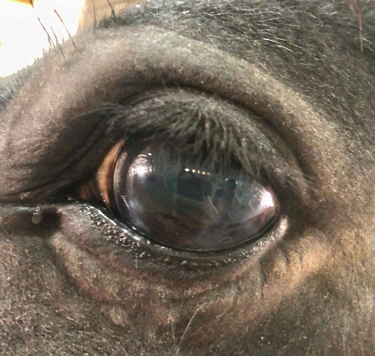 Horse eye — After treatment