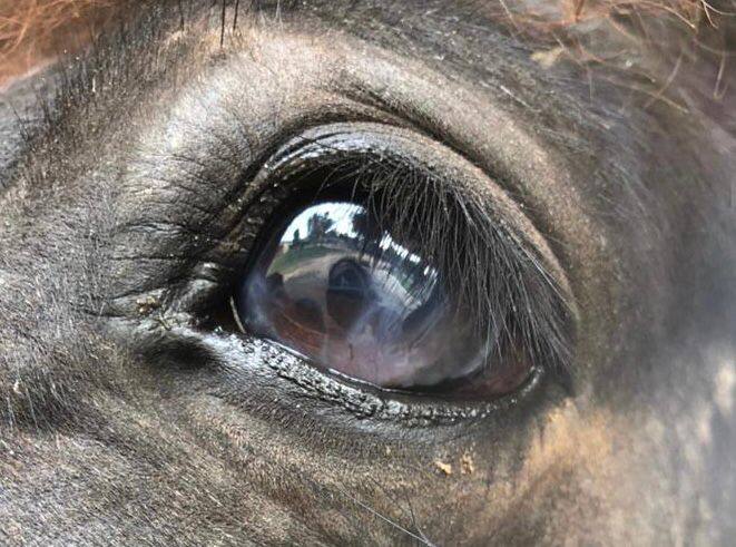 Horse eye — Before treatment