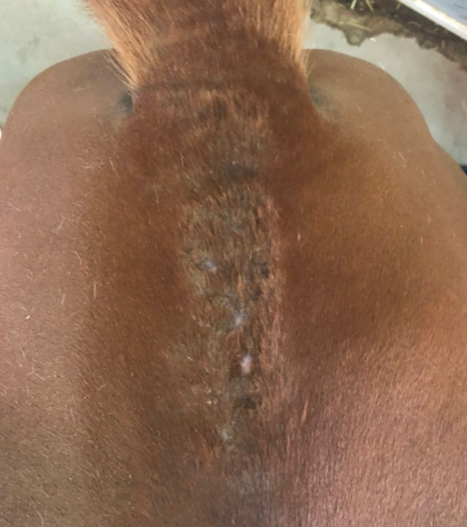 Horse skin — After treatment