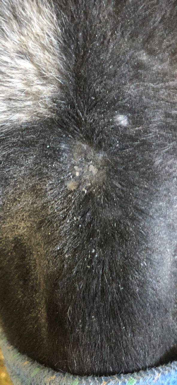 Horse skin — After treatment