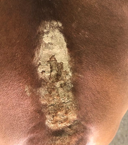 Horse skin — Before treatment