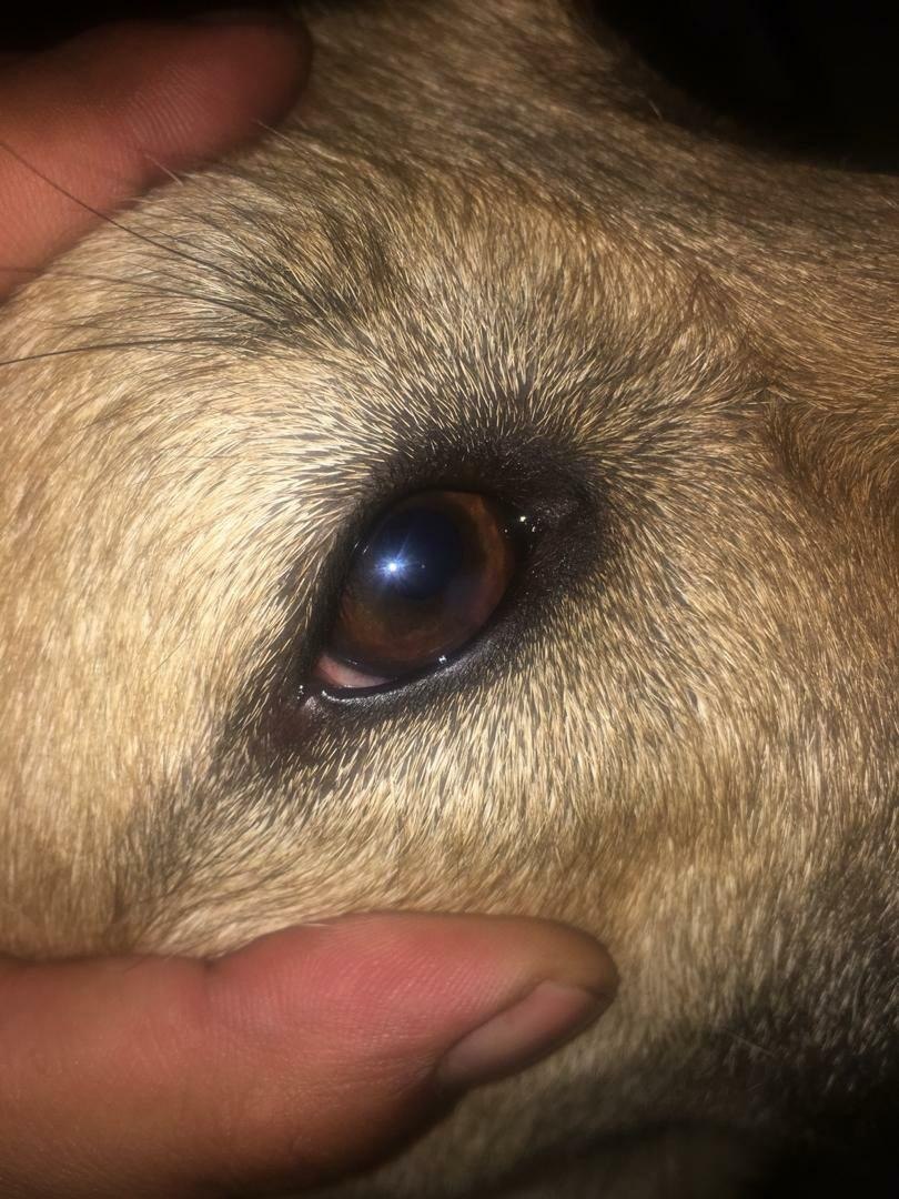 Dog eye corneal — After treatment