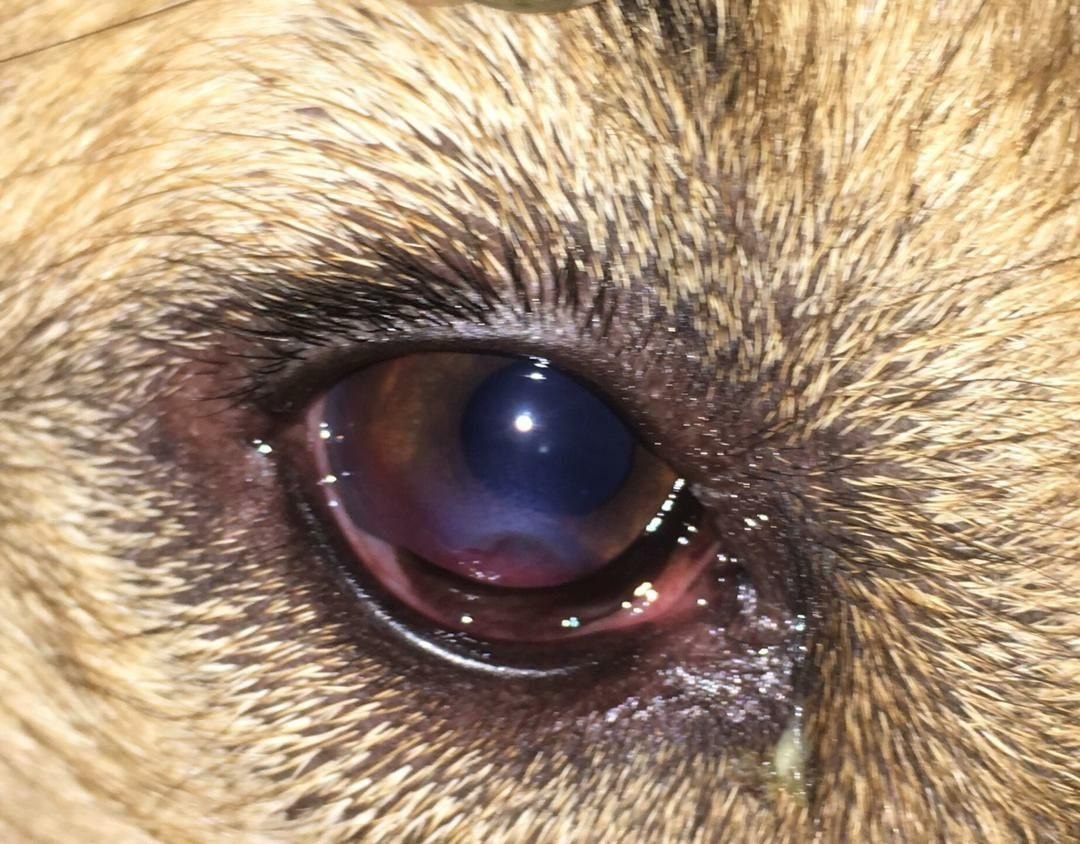Dog eye corneal — Before treatment